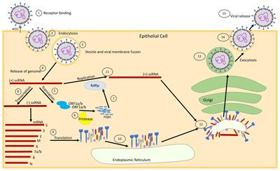 Modulation of Autophagy by SARS-CoV-2: A Potential Threat for Cardiovascular System